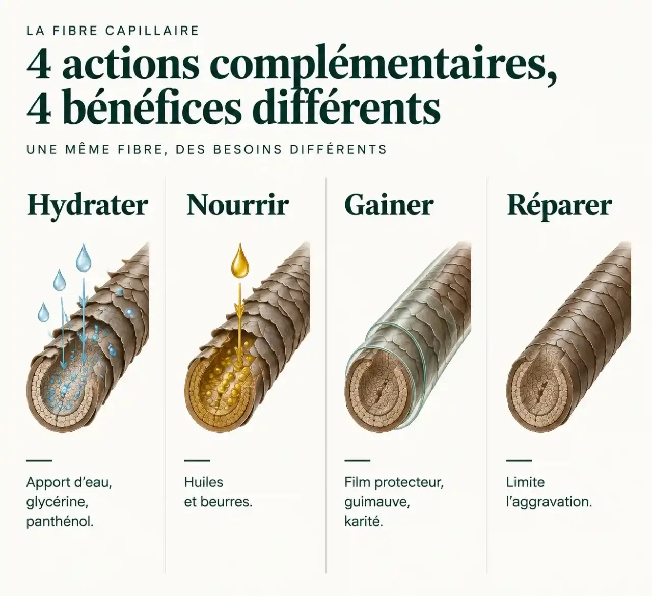 Schéma expliquant comment un shampoing solide pour cheveux secs hydrate, nourrit, gaine et répare la fibre capillaire